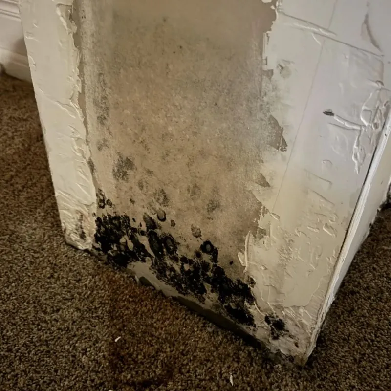 Professional Mold Removal in East Hemet, CA
